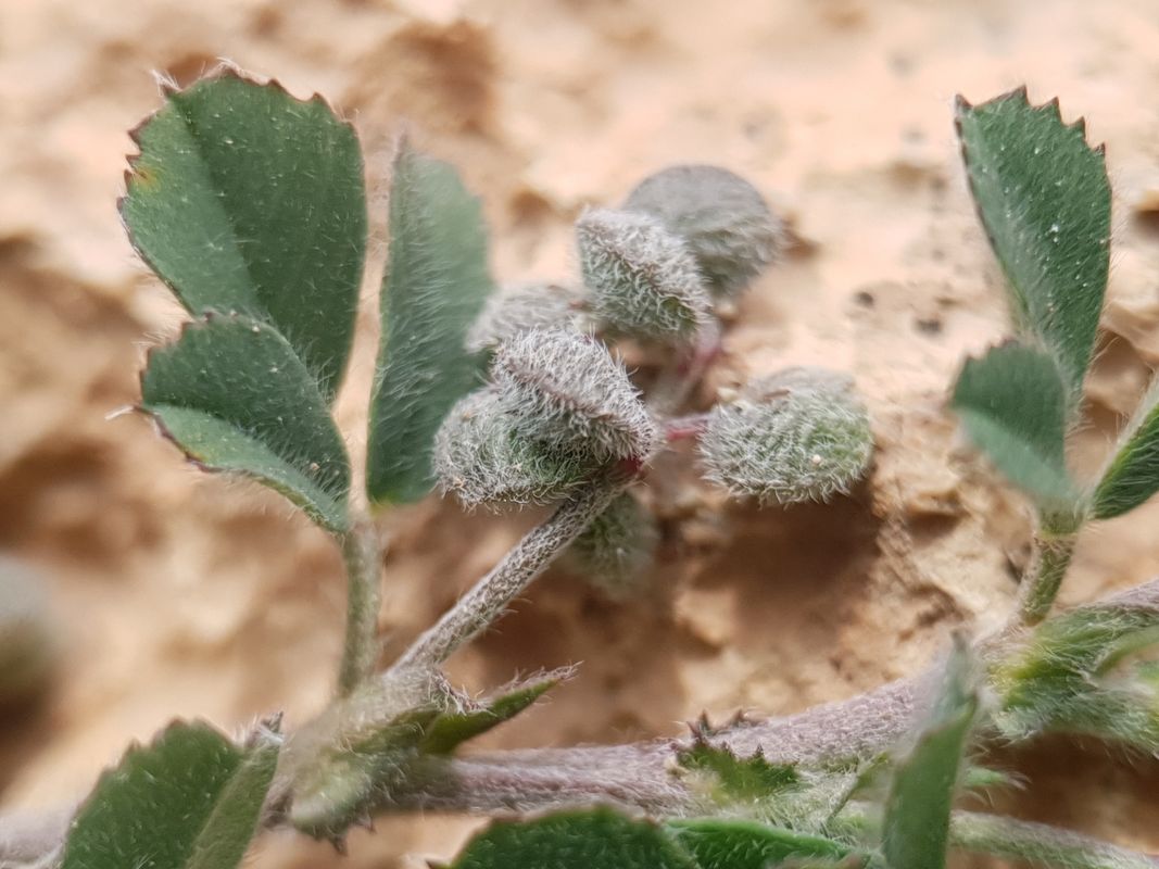 Medicago secundiflora Durieu.
