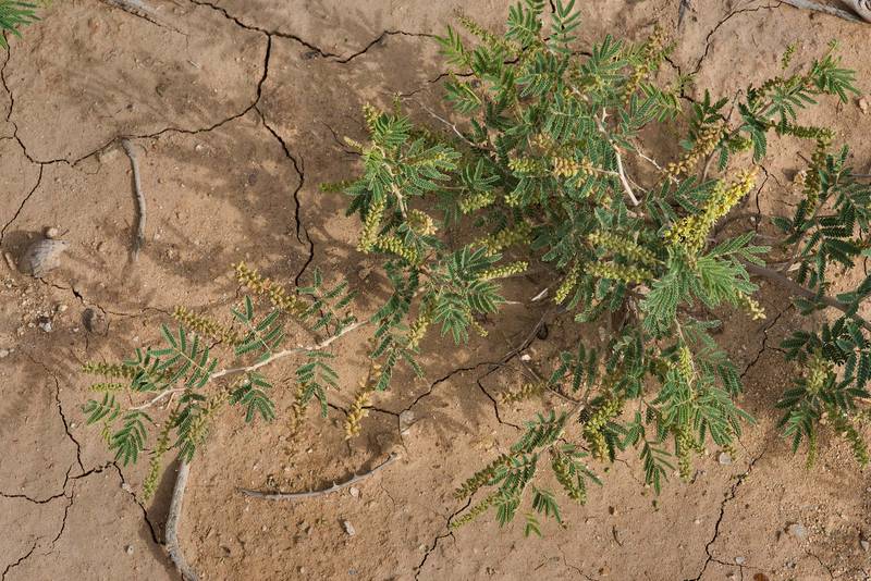 Prosopis farcta (Banks & Sol.) J.F.Macbr.