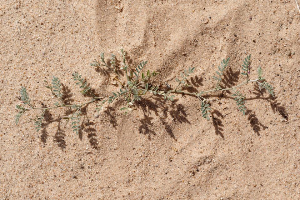 Podlechiella vogelii (Webb) Maassoumi & Kaz. Osaloo