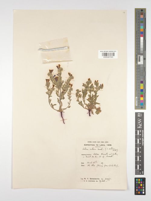 Echium rubrum Forssk. - Libyan Nature Platform