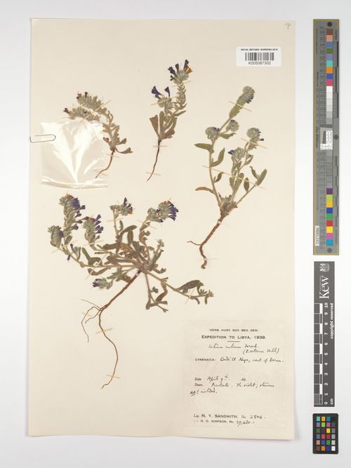 Echium rubrum Forssk. - Libyan Nature Platform