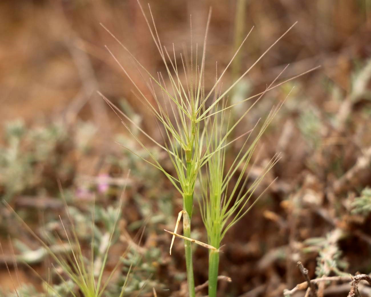 Aegilops kotschyi Boiss